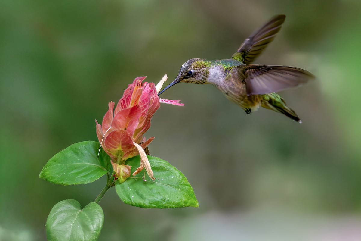 ノドアカハチドリ - ML646522465