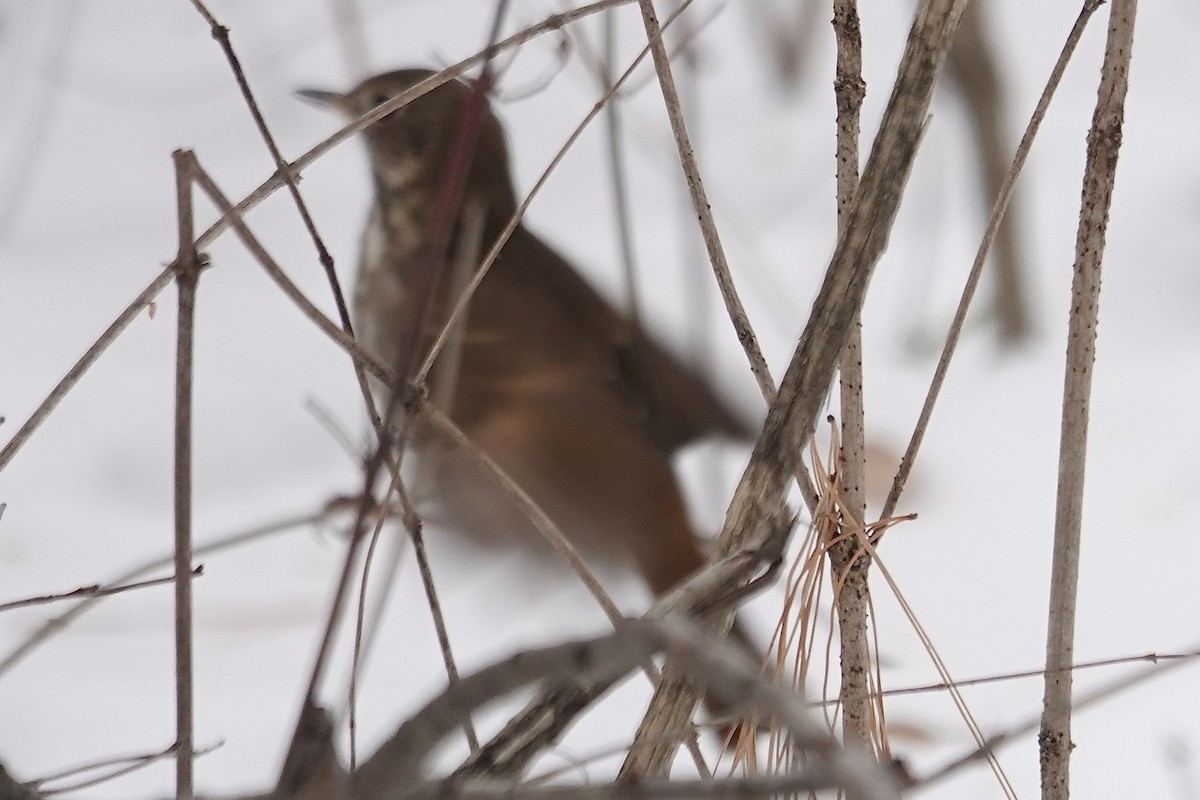 Grive solitaire - ML646522468