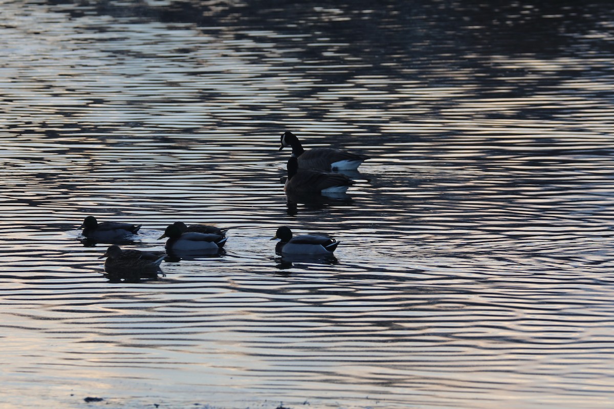 Mallard - ML646522469