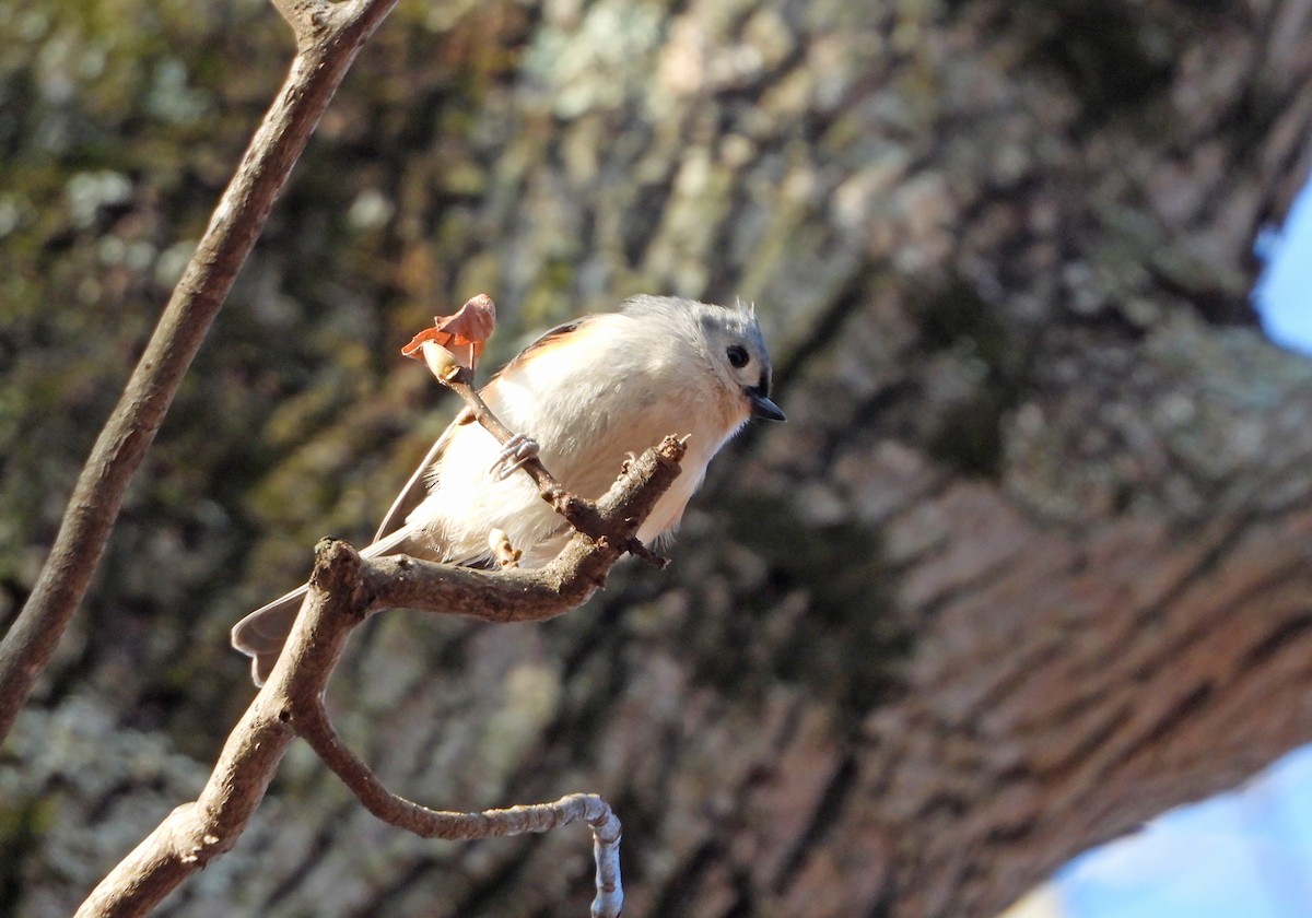 Tufted Titmouse - ML646522474