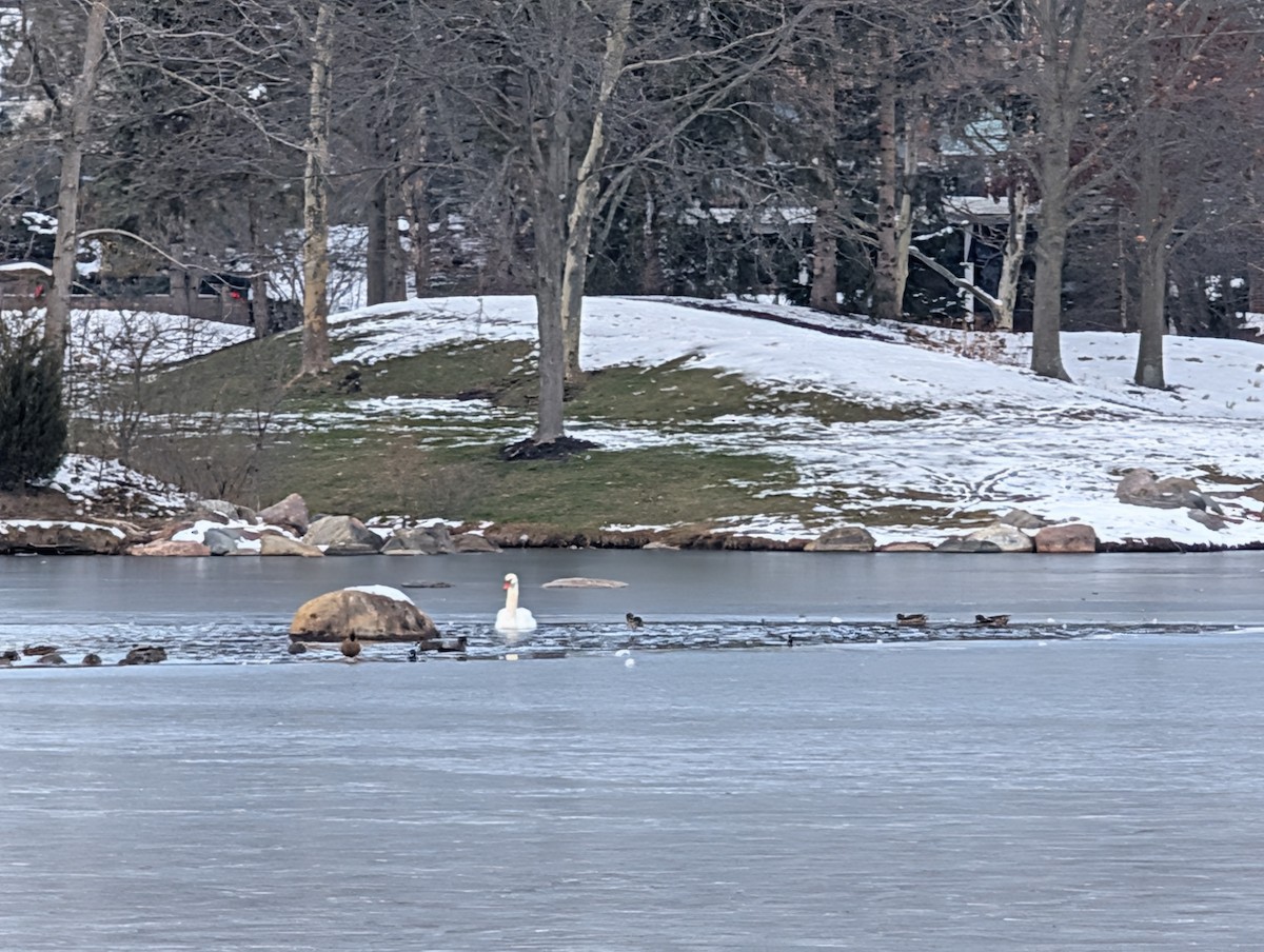 Mute Swan - ML646522475