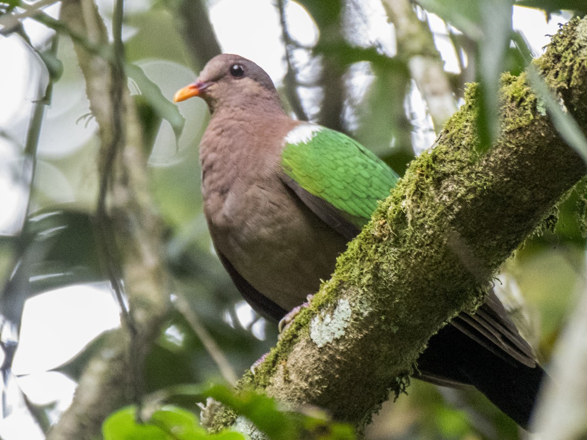 Австралийская изумрудная горлица - ML646522478