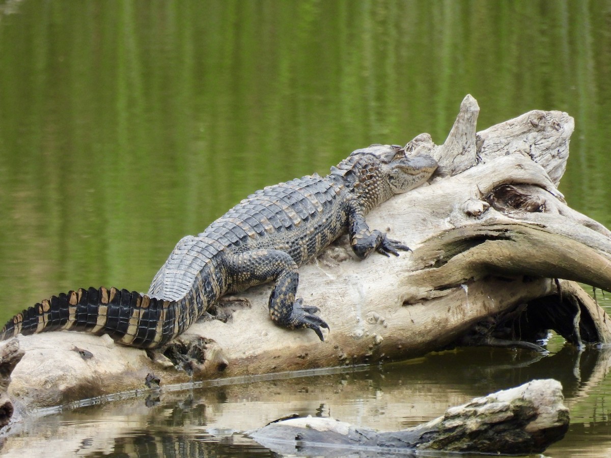 American Alligator - ML646522480