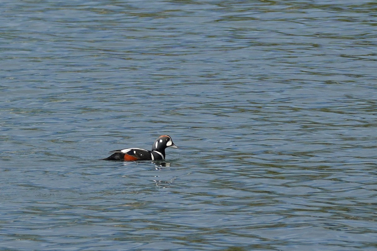 Harlequin Duck - ML646522481