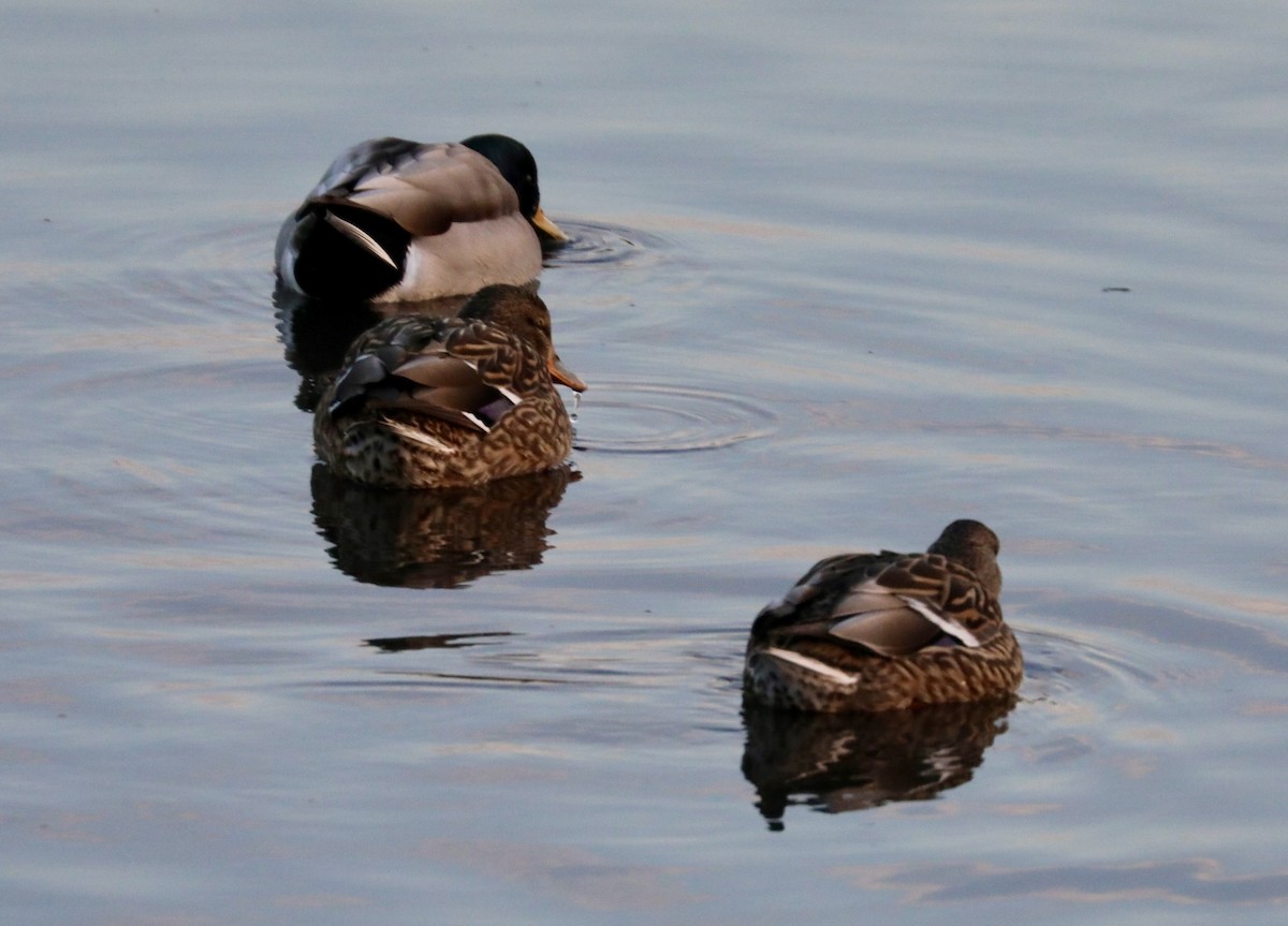 Mallard - ML646522482