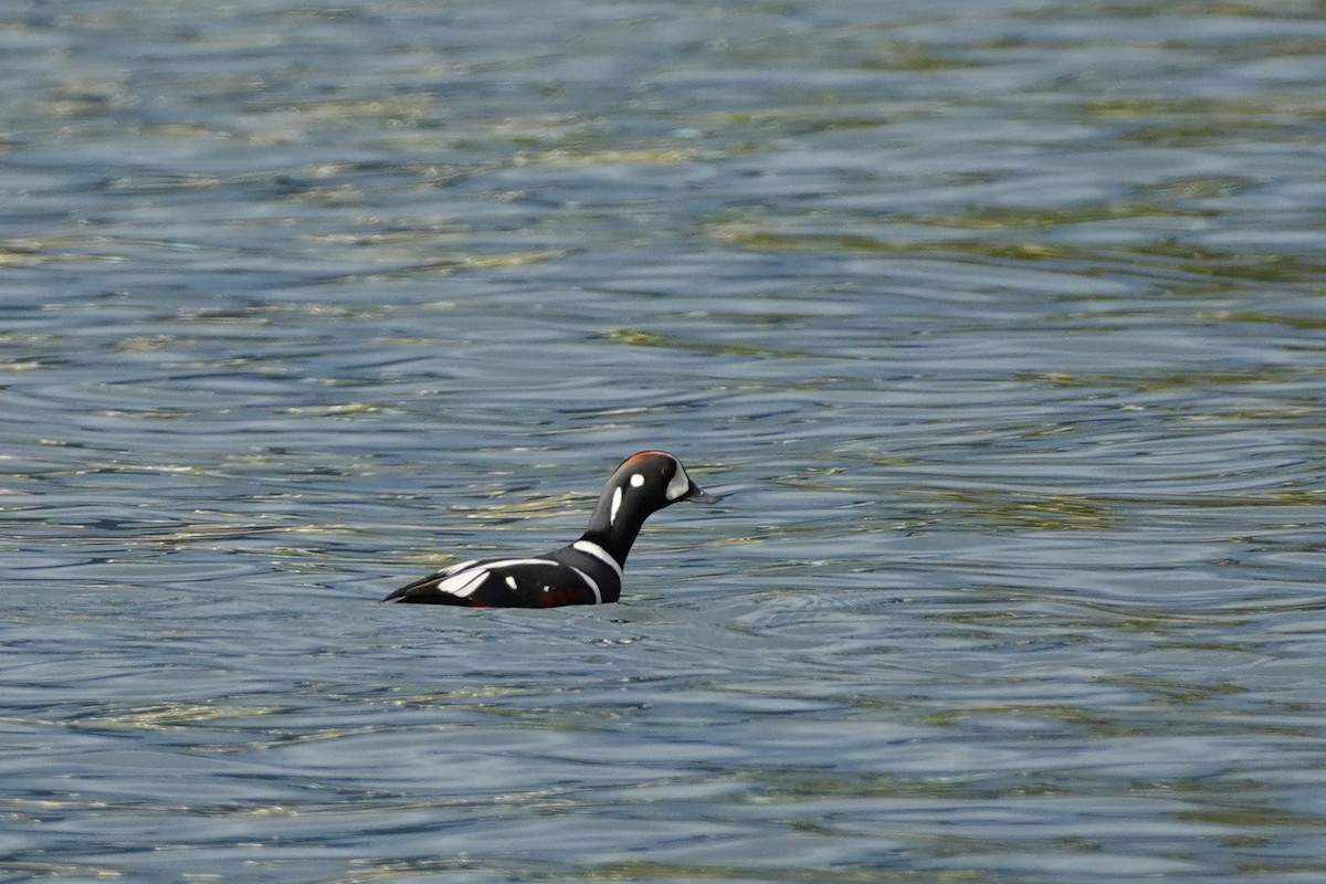 Harlequin Duck - ML646522483