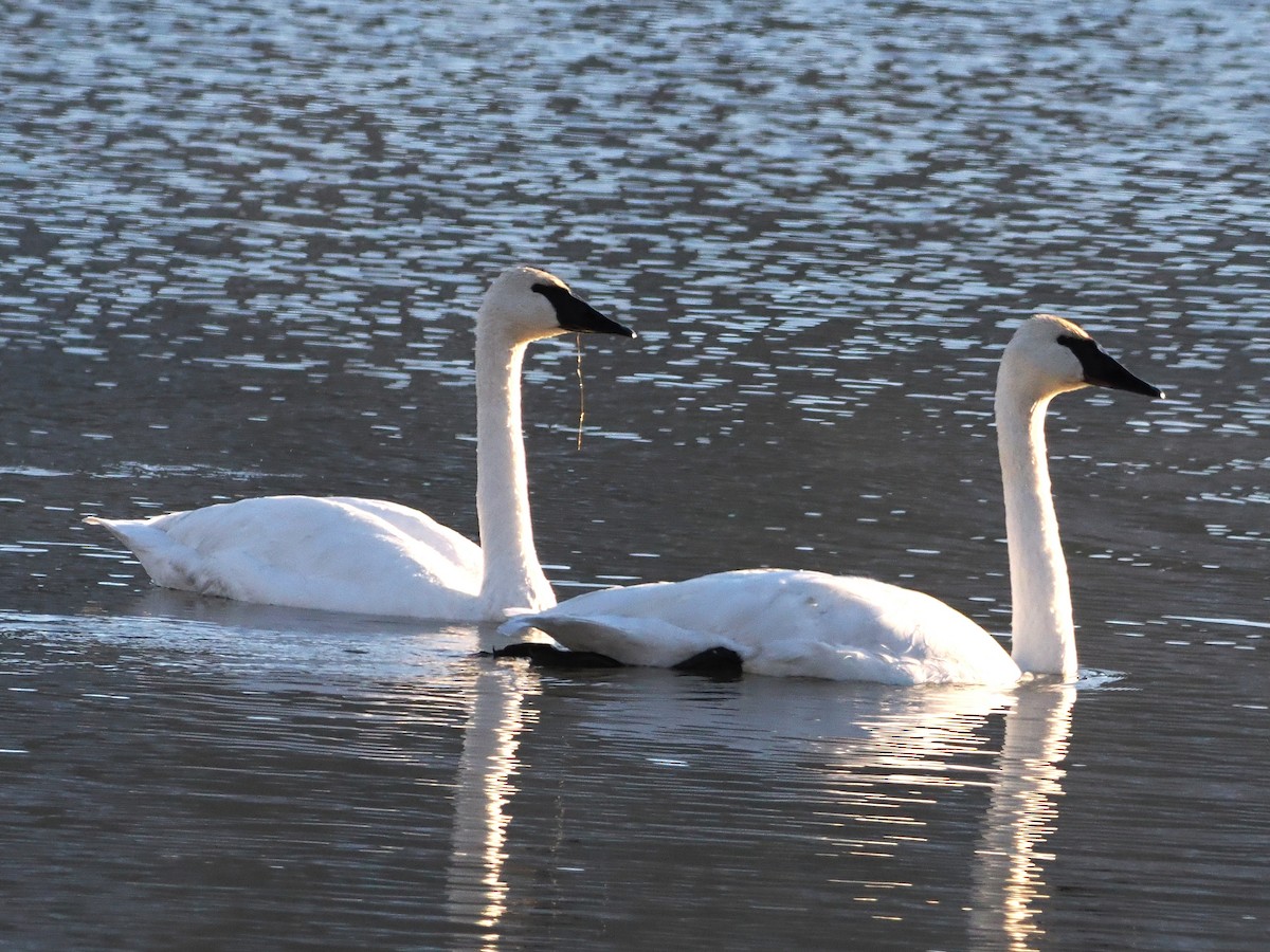 Trumpeter Swan - ML646522484