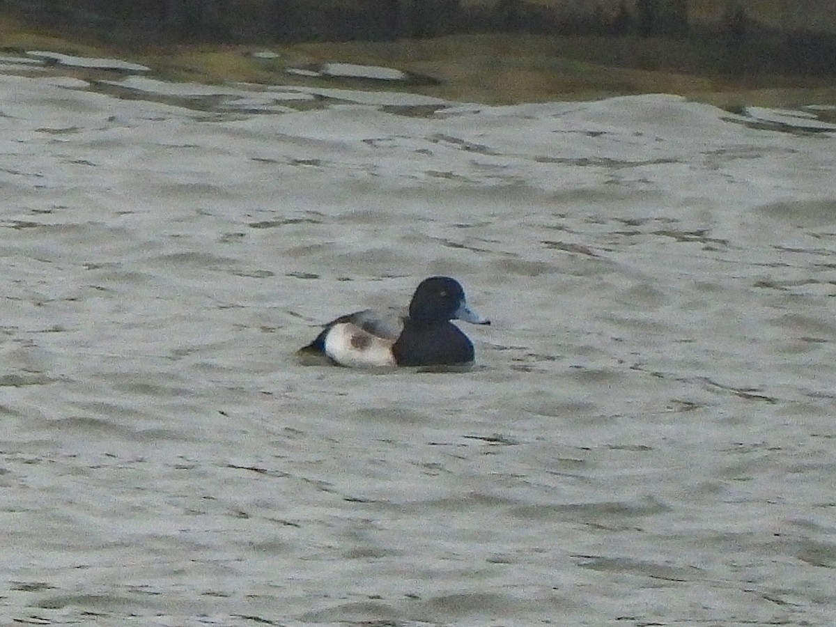 Морская чернеть - ML646522485