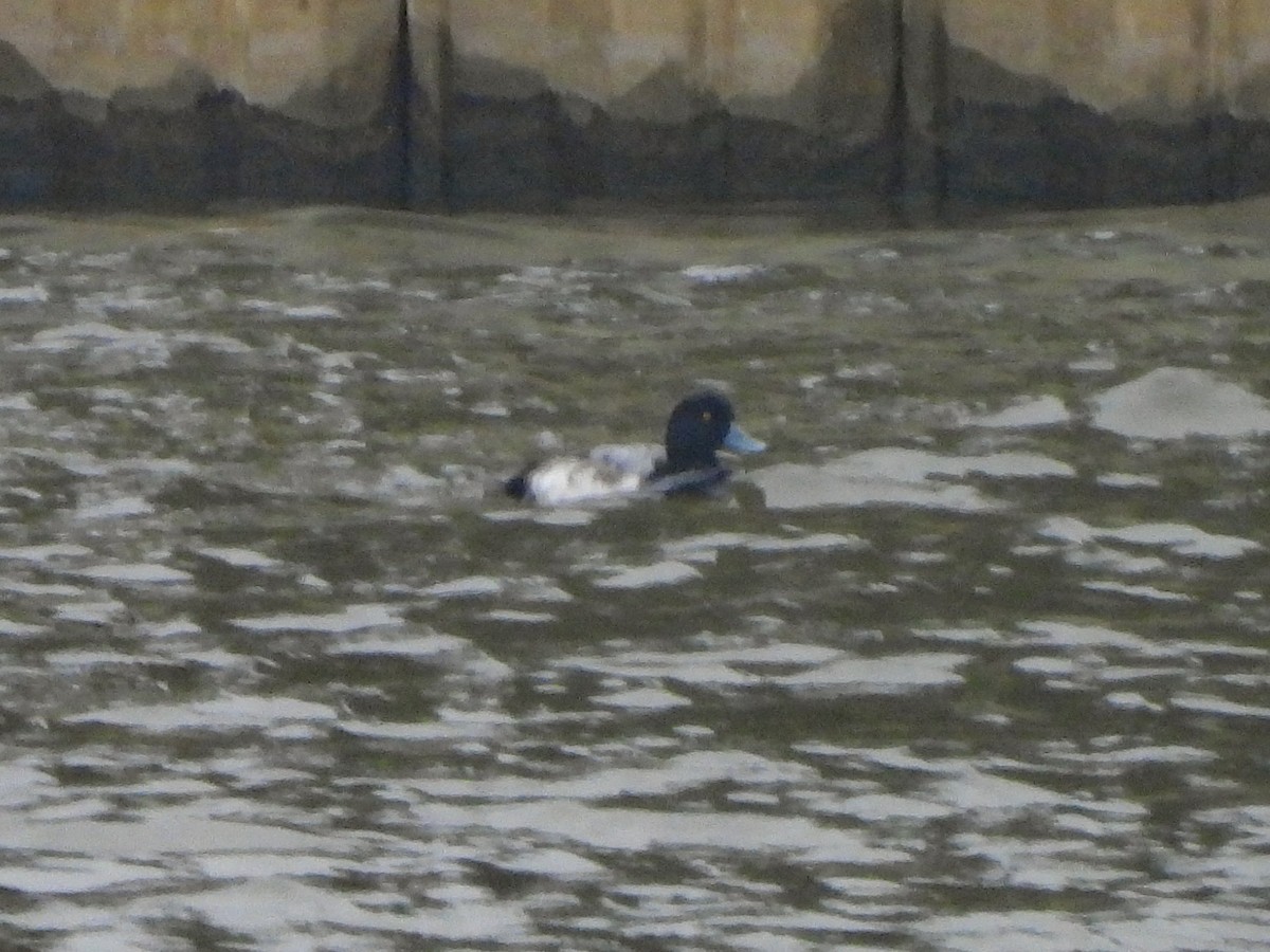 Морская чернеть - ML646522486