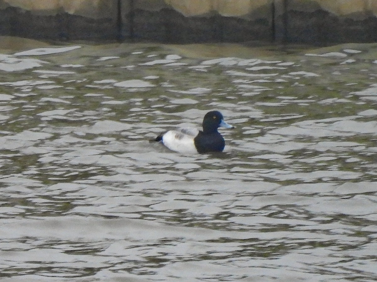 Морская чернеть - ML646522487