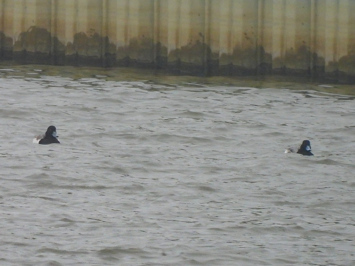 Морская чернеть - ML646522488