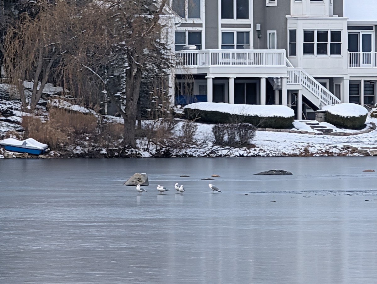 Ring-billed Gull - ML646522489