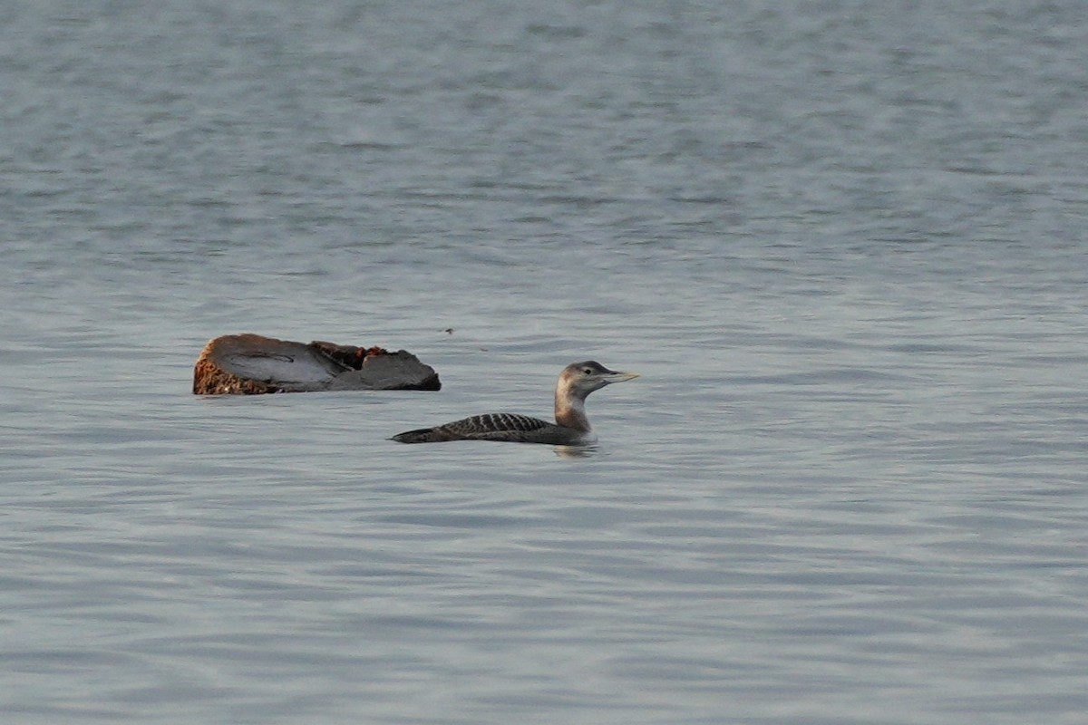 白嘴潛鳥 - ML646522490