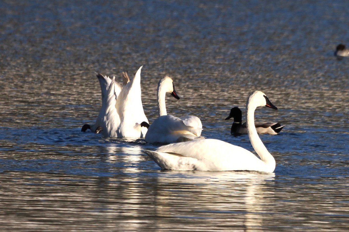 Trumpeter Swan - ML646522491