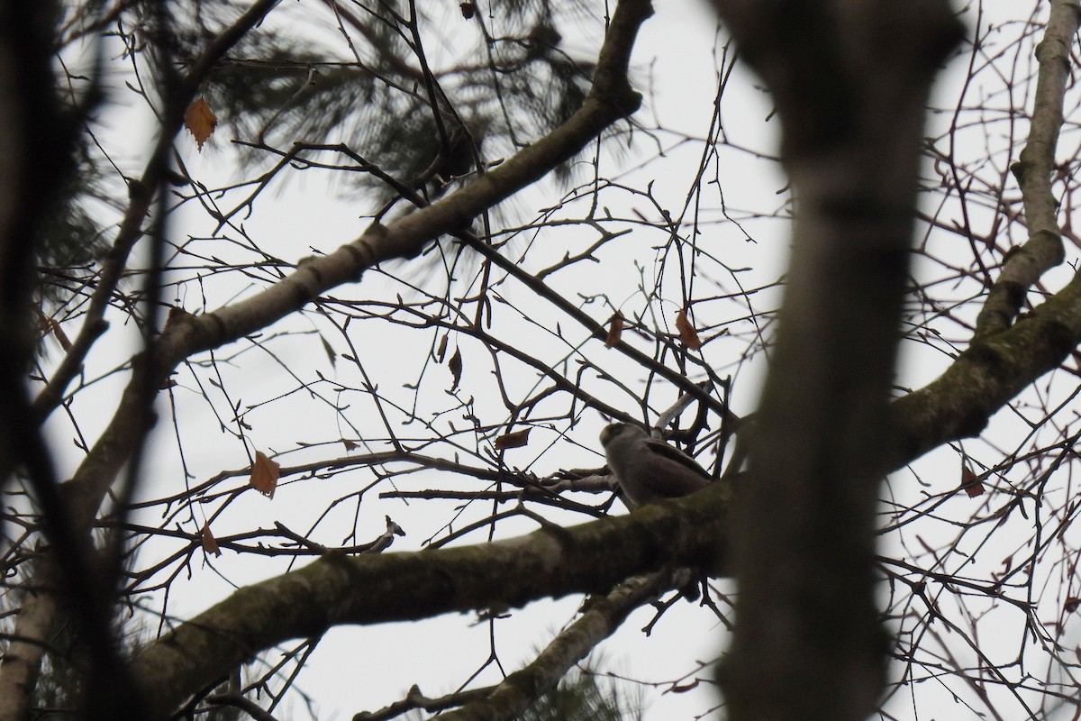 Long-tailed Tit (europaeus Group) - ML646522493