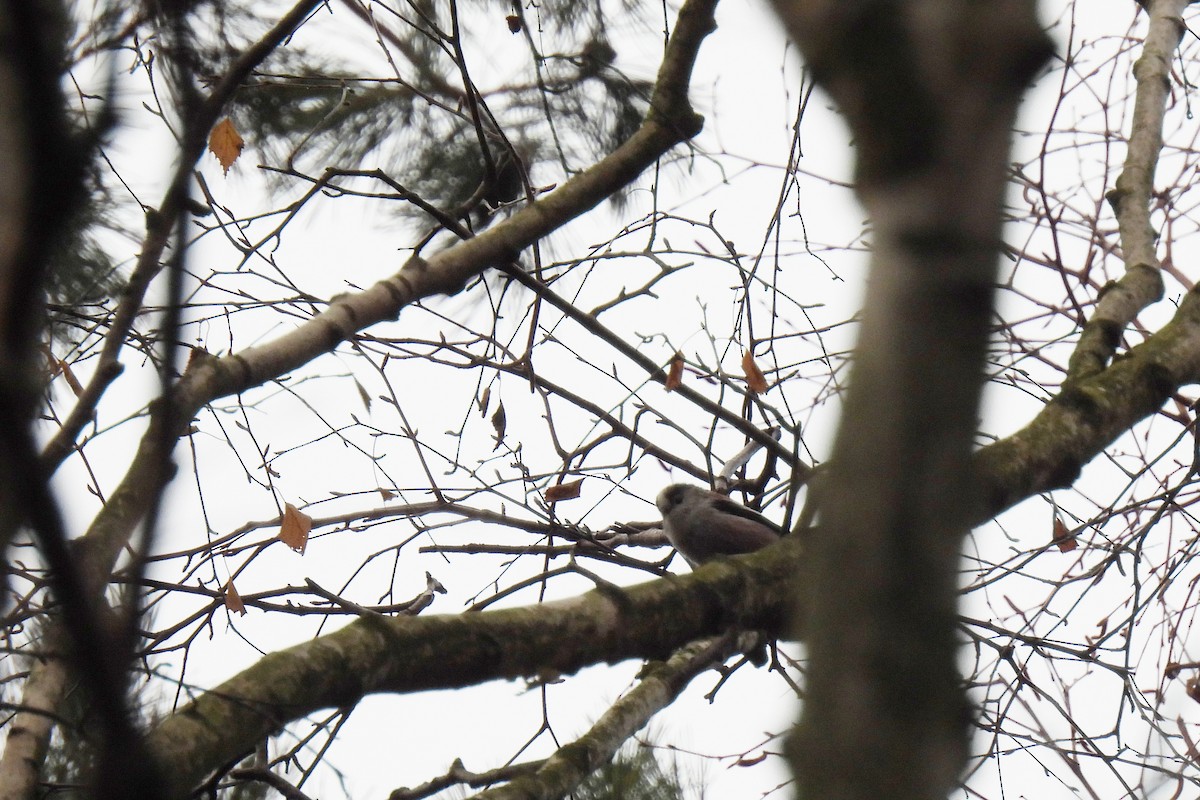 Long-tailed Tit (europaeus Group) - ML646522494