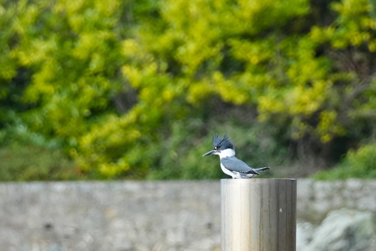 Belted Kingfisher - ML646522496