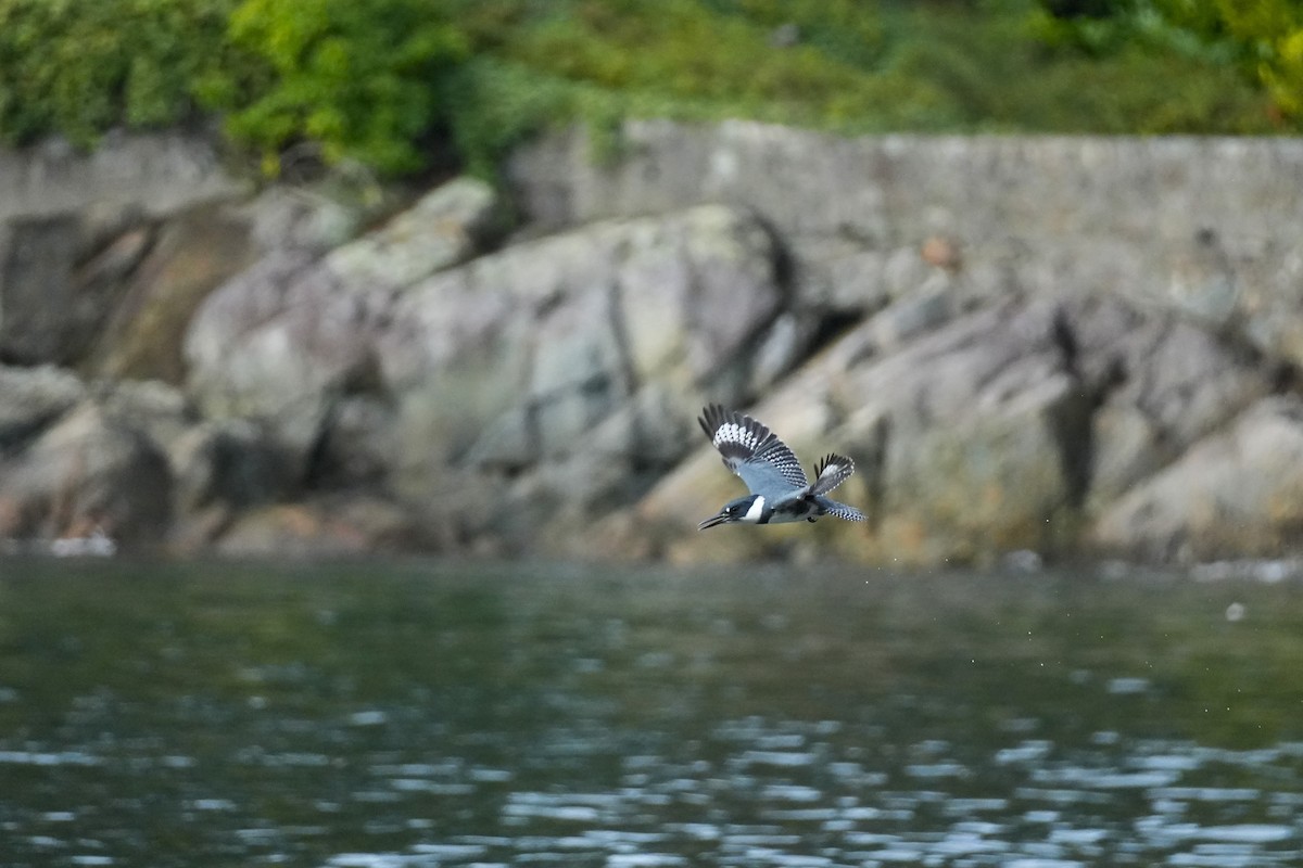 Belted Kingfisher - ML646522498