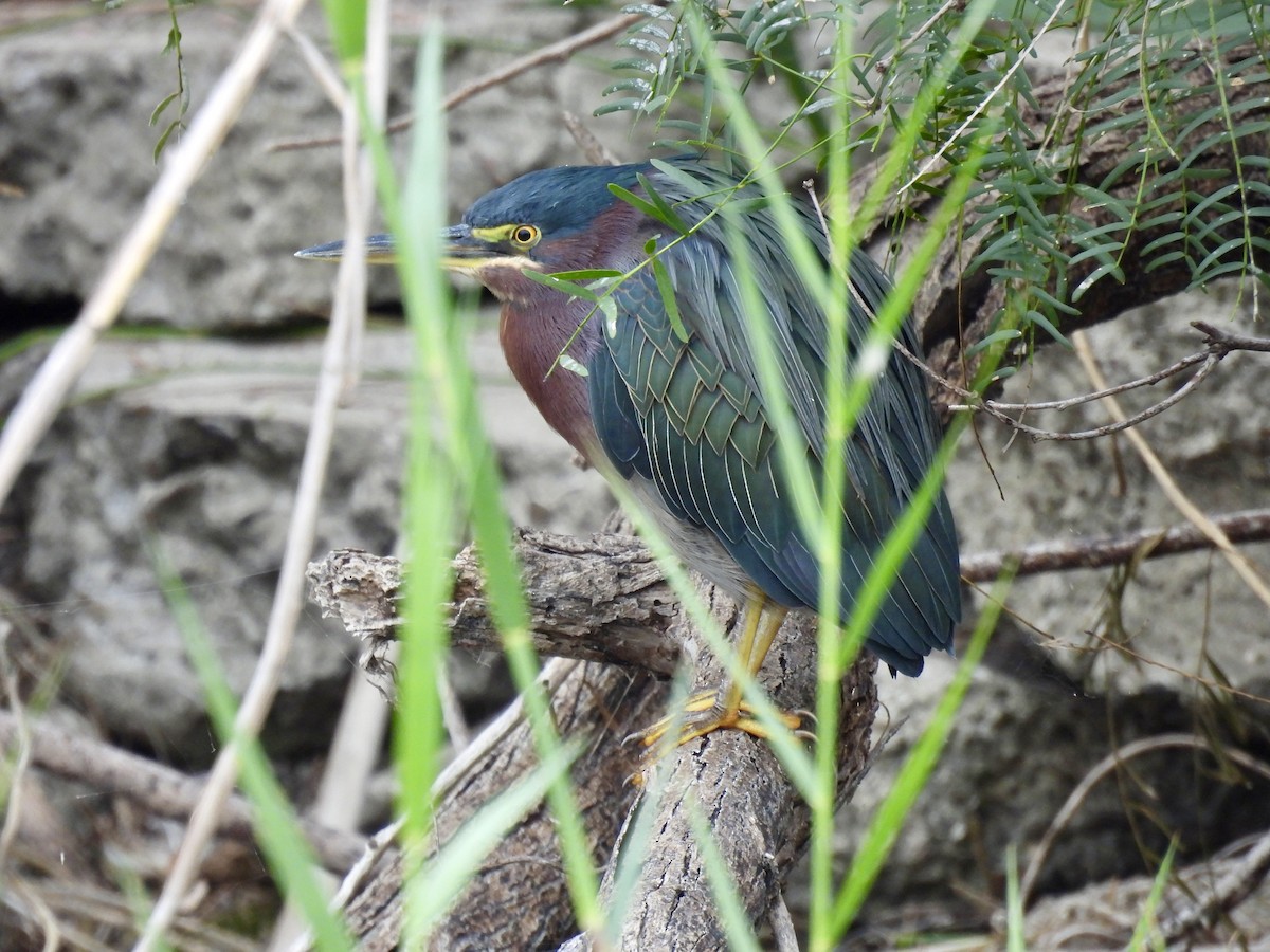 Green Heron - ML646522500