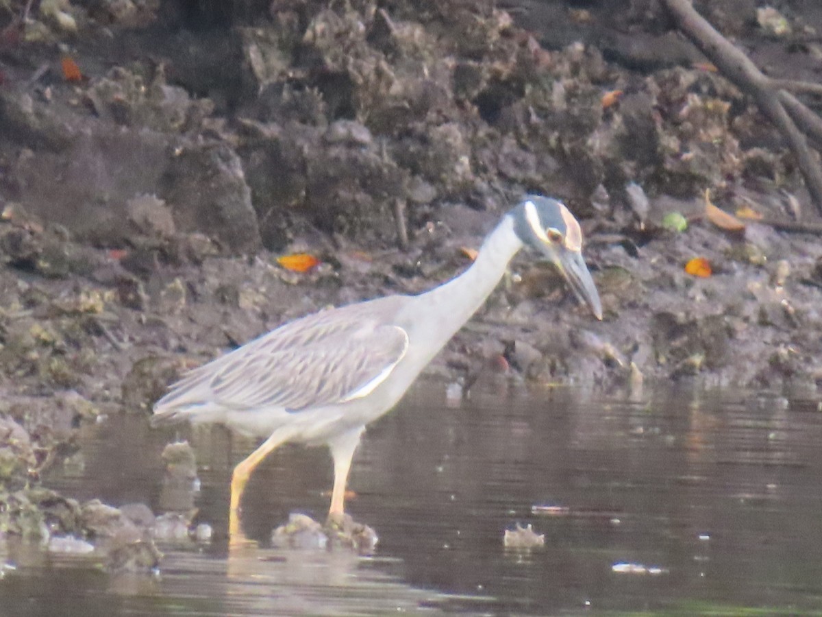 Квак чорногорлий - ML646522504