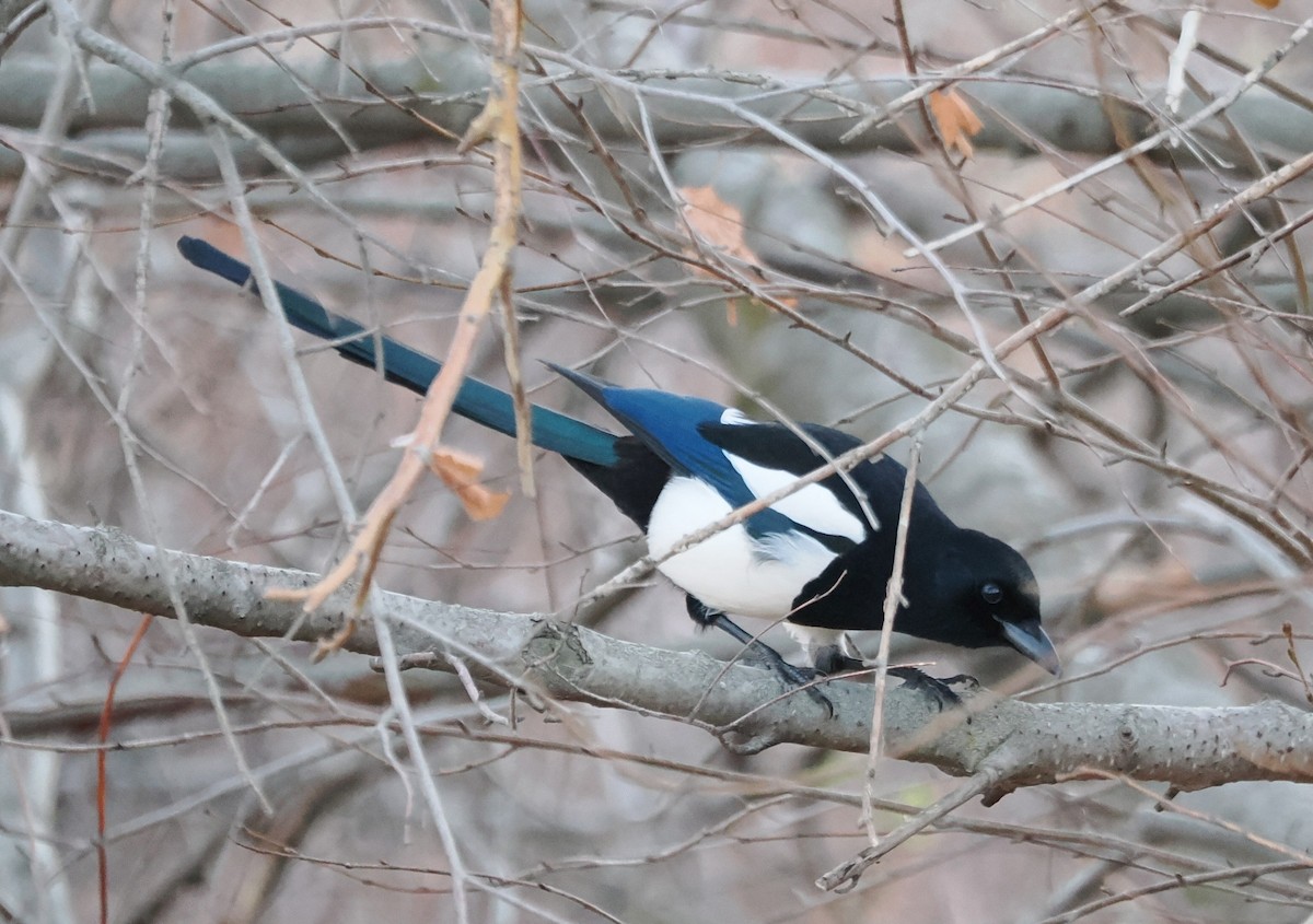 straka americká - ML646522505