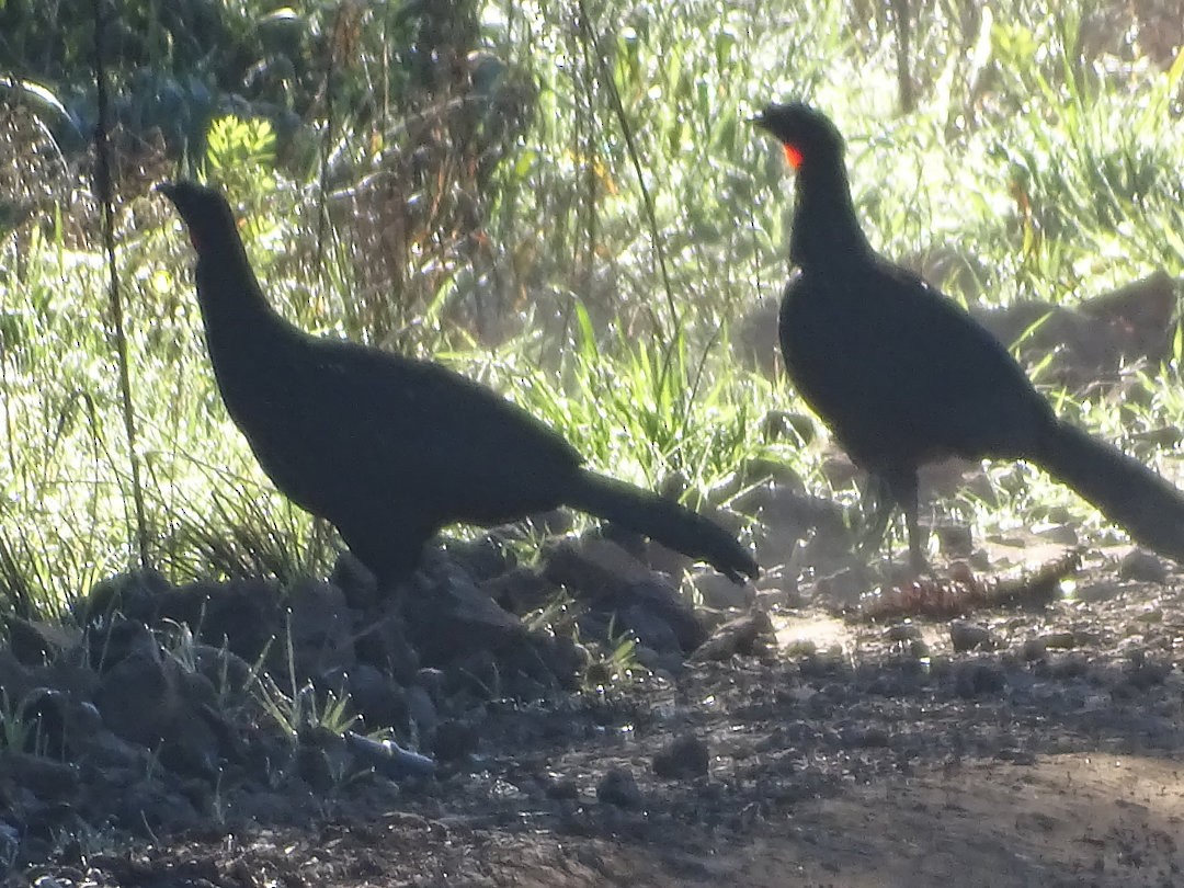 Pava Oscura - ML646522506