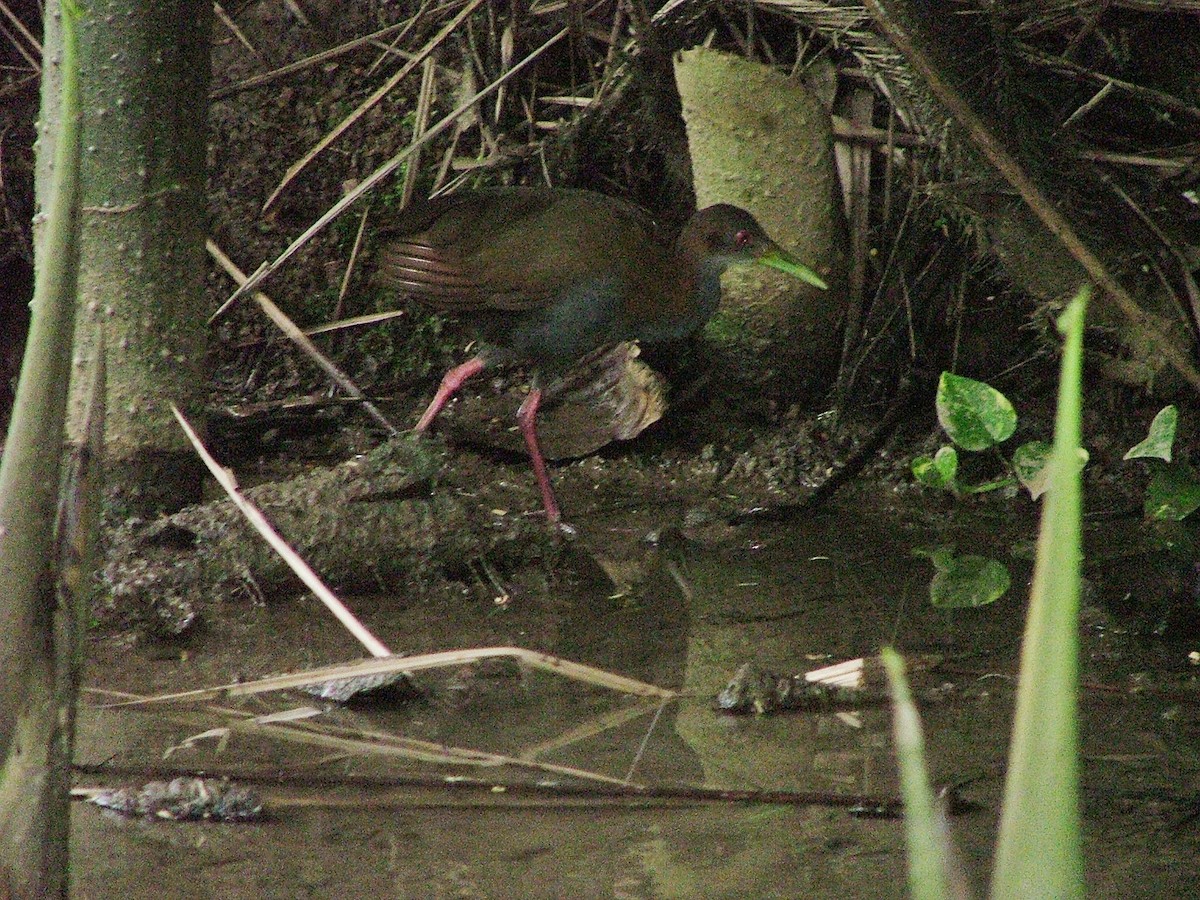 chřástal sarakura - ML646522507