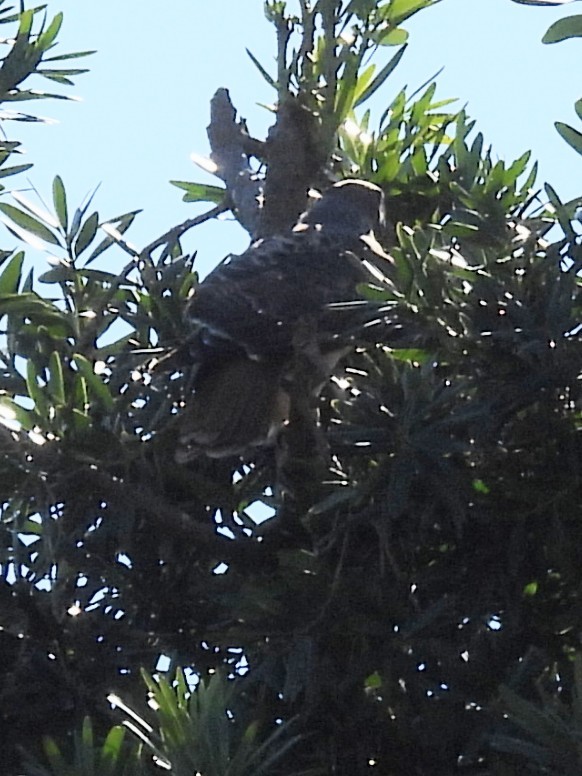 Red-tailed Hawk - ML646522509