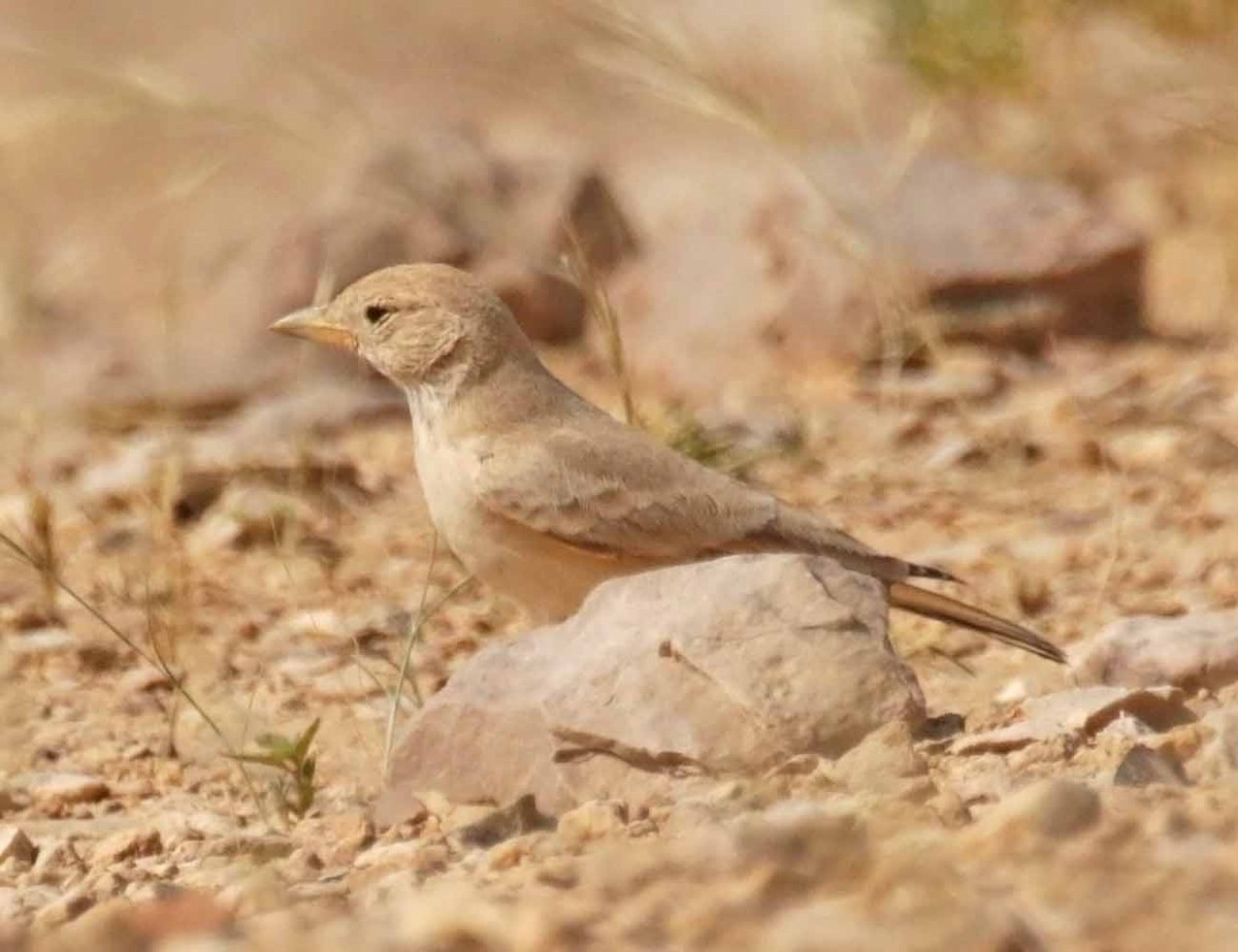 Terrera Sahariana - ML646522511