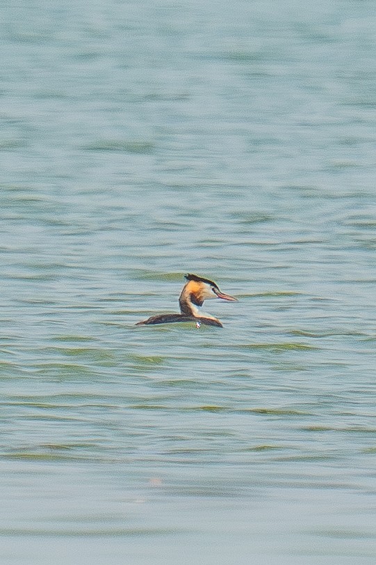 Great Crested Grebe - ML646522512