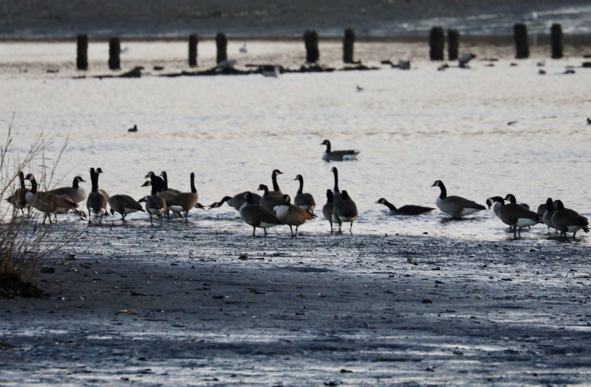 Canada Goose - ML646522514