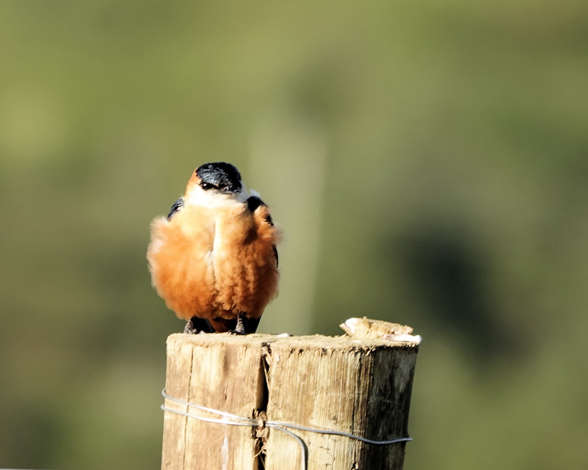 Mosque Swallow - ML646522515