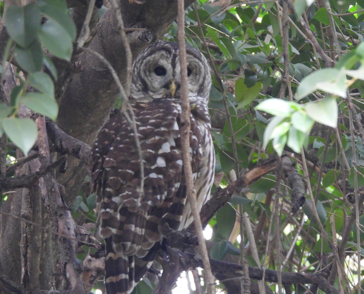 Barred Owl - ML646522516