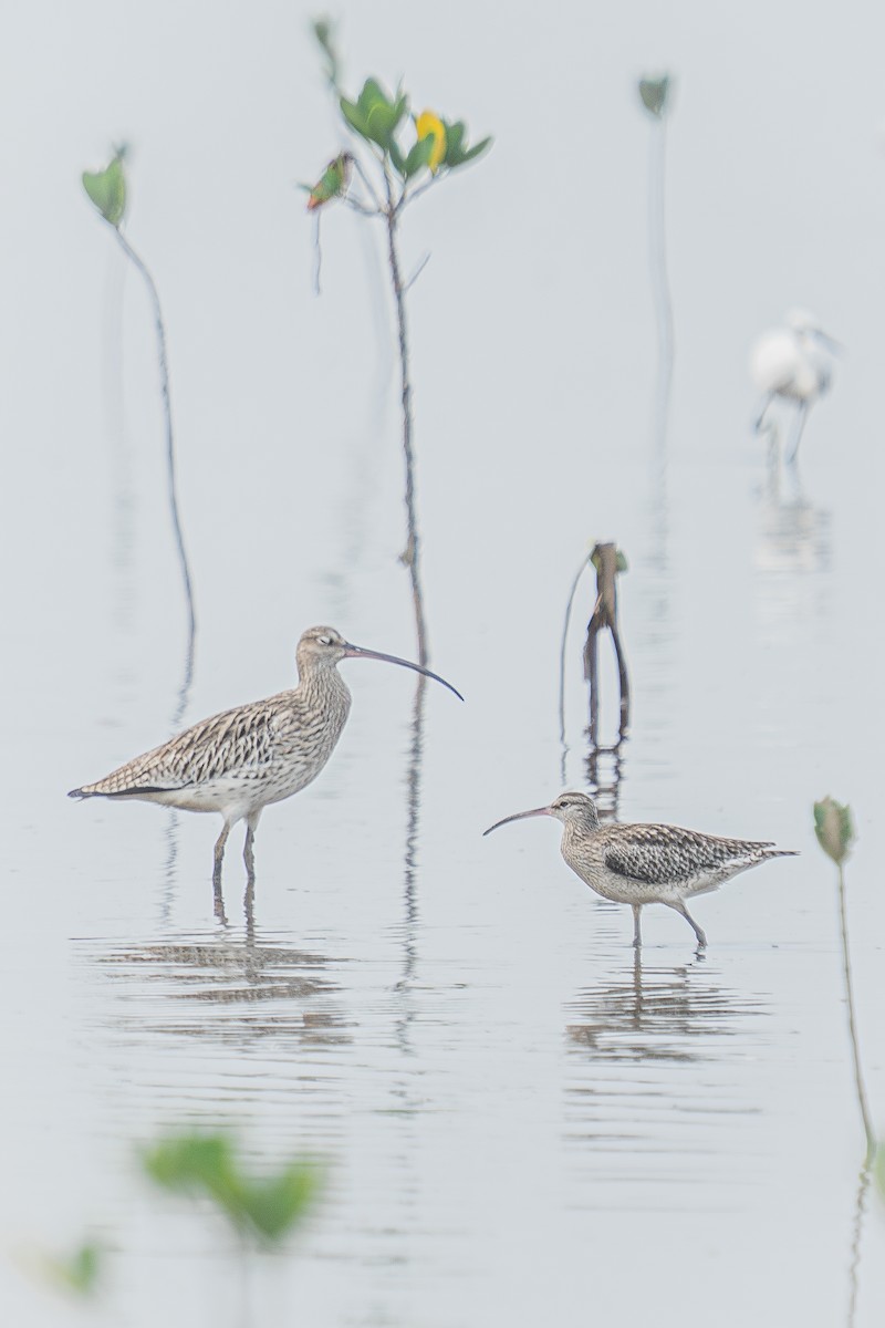Eurasian Curlew - ML646522520