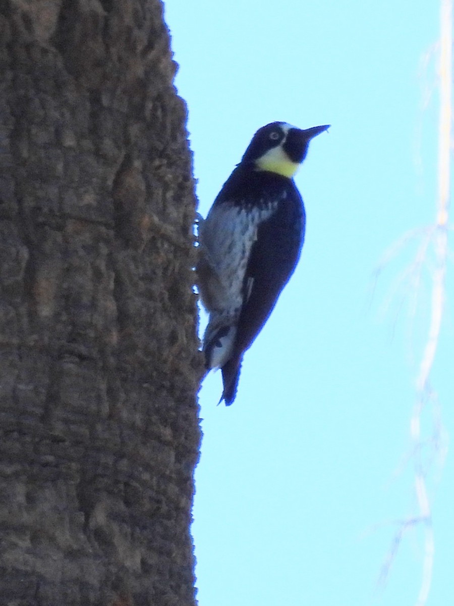 Acorn Woodpecker - ML646522521