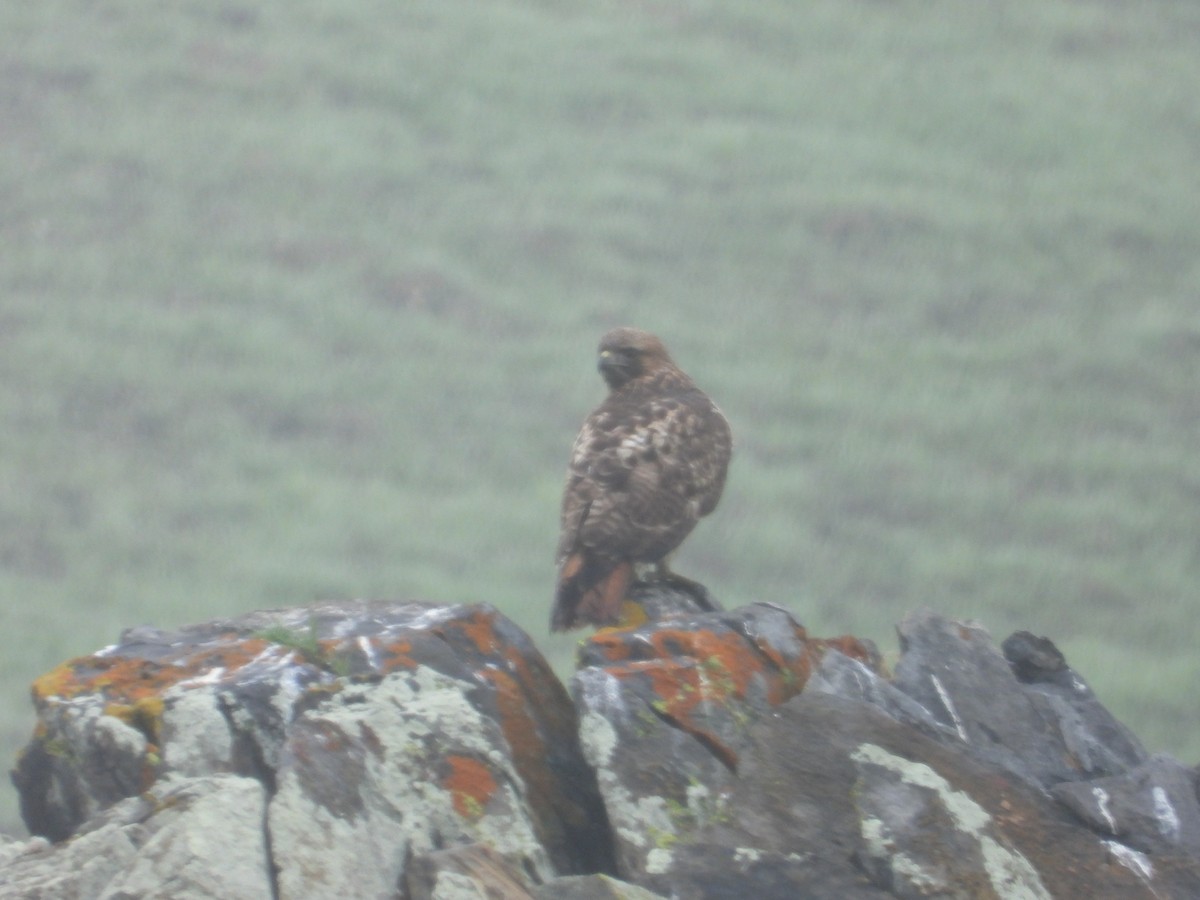 Busardo Colirrojo - ML646522522