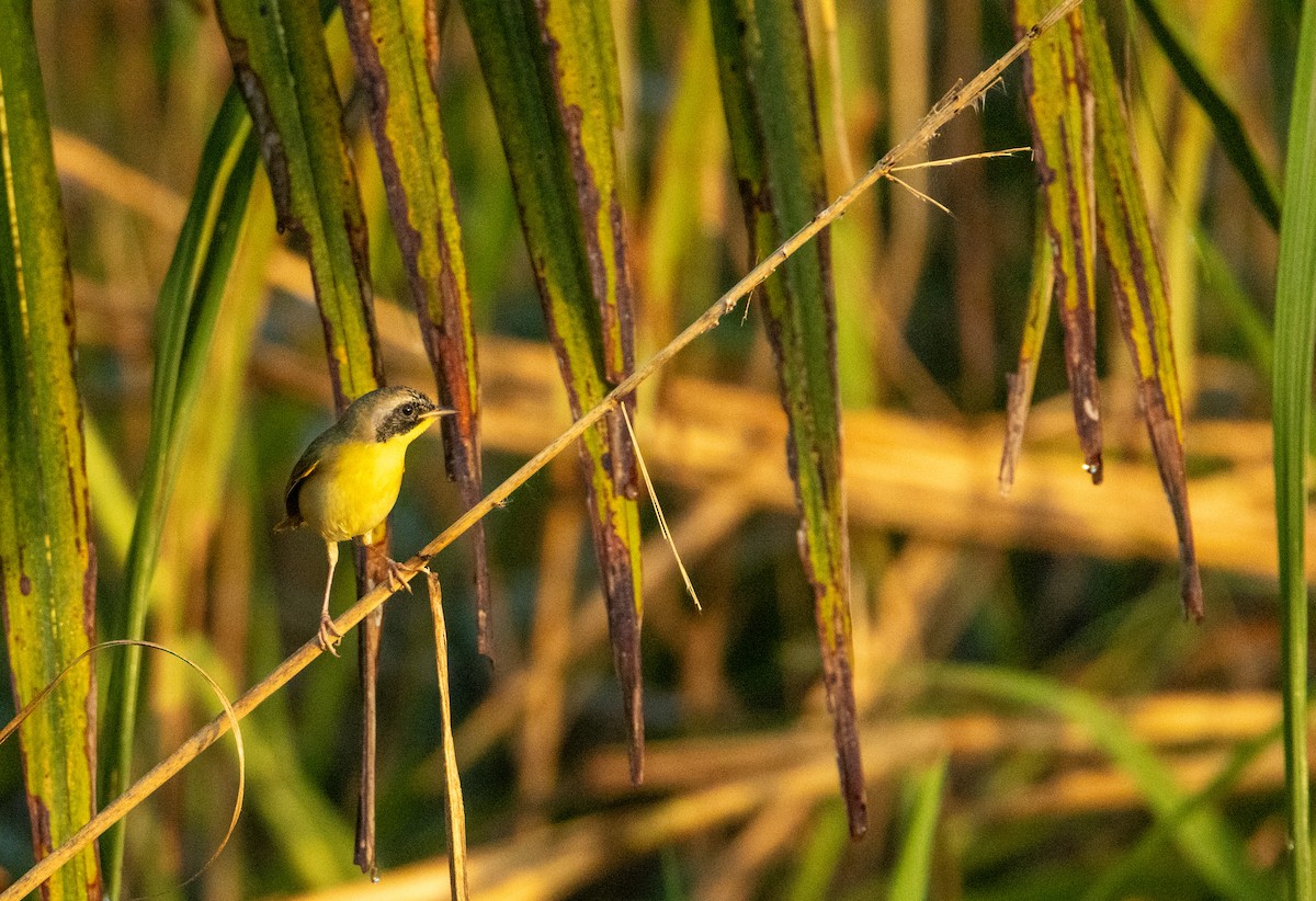 Common Yellowthroat - ML646522526