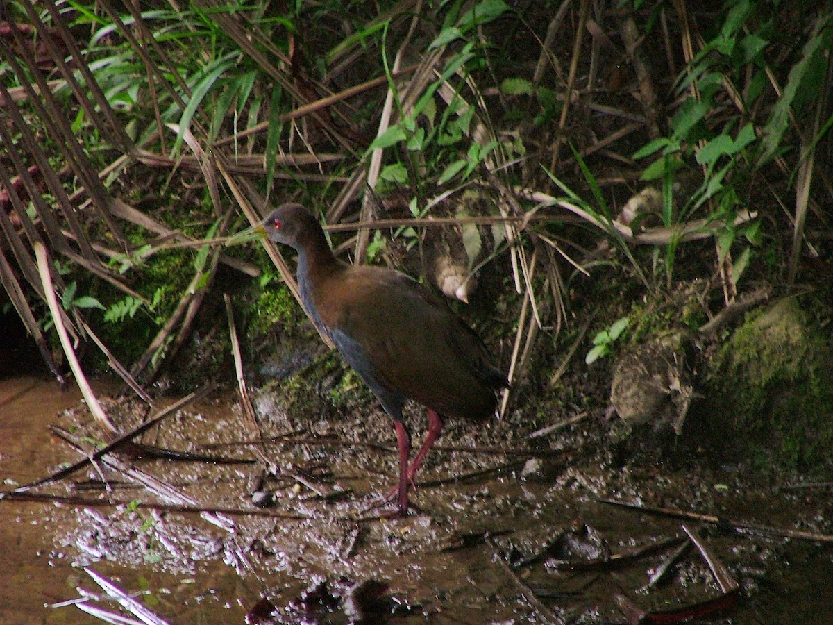 chřástal sarakura - ML646522533