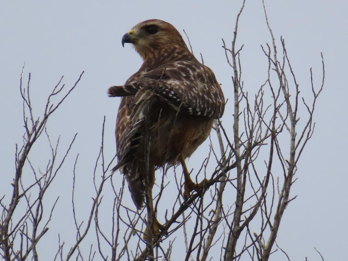 Канюк рудоплечий - ML646522534