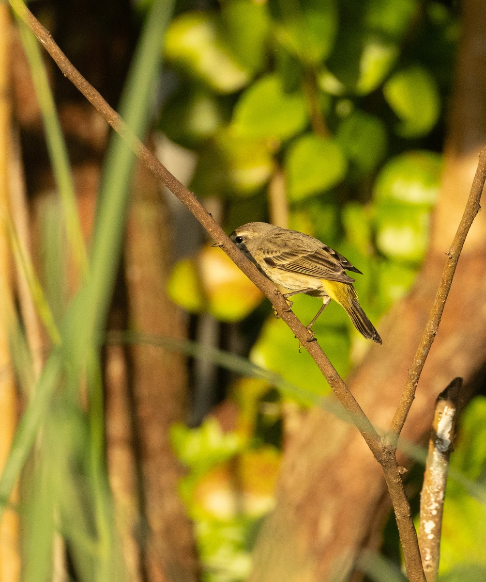 Palm Warbler - ML646522539