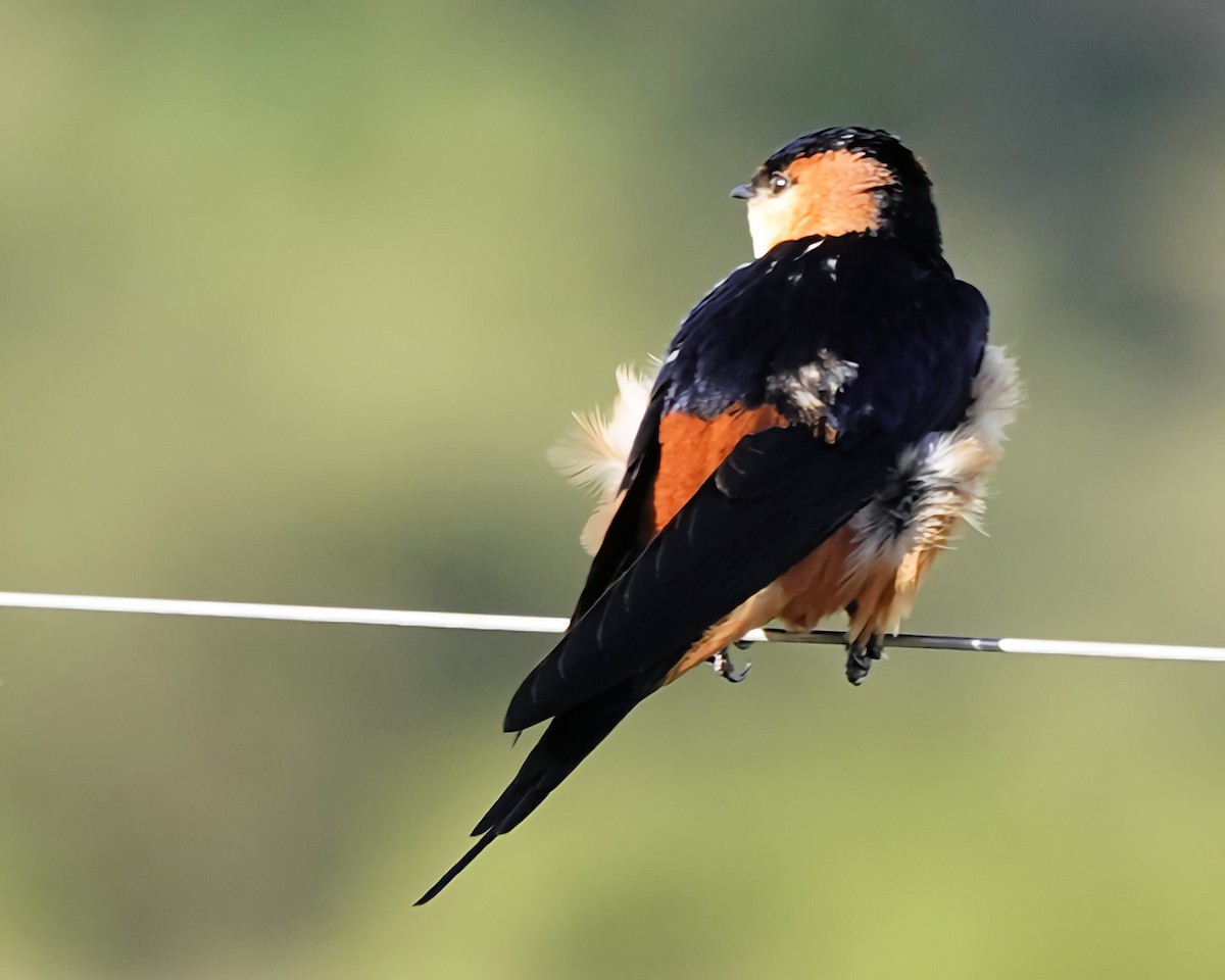 Mosque Swallow - ML646522540