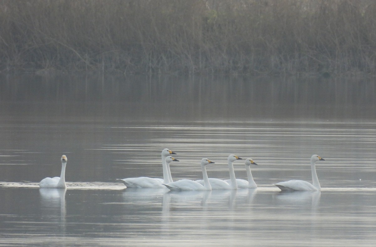 Tundra Swan - ML646522542