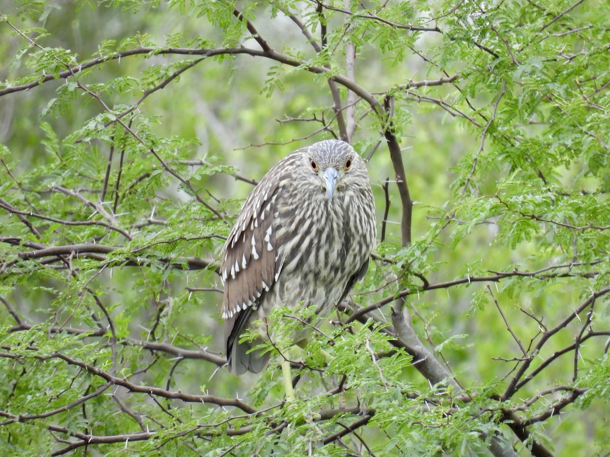 Black-crowned Night Heron - ML646522545