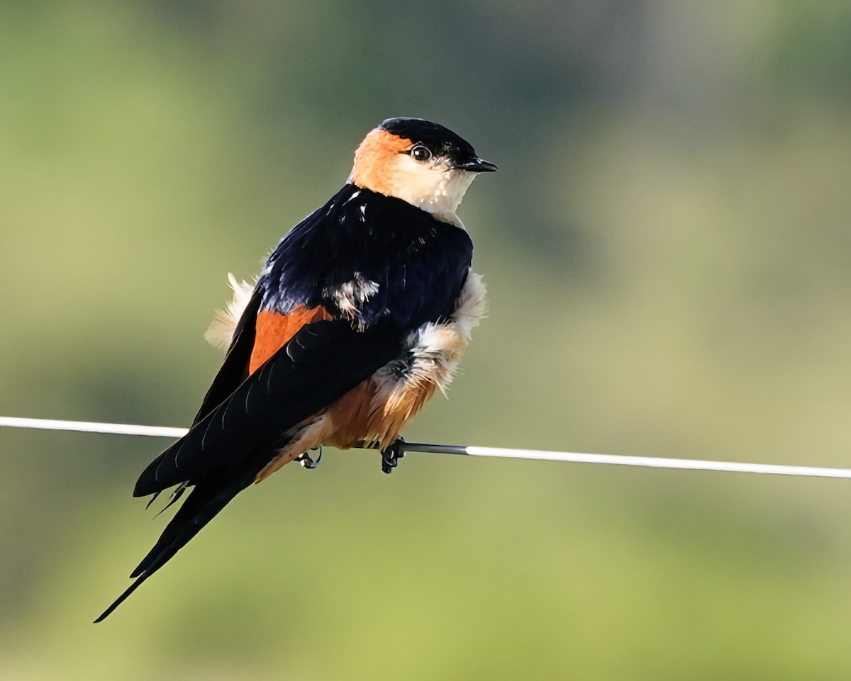 Mosque Swallow - ML646522549