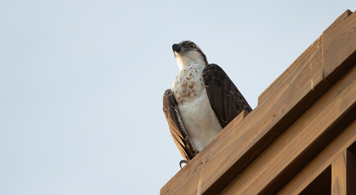 Osprey - ML646522554