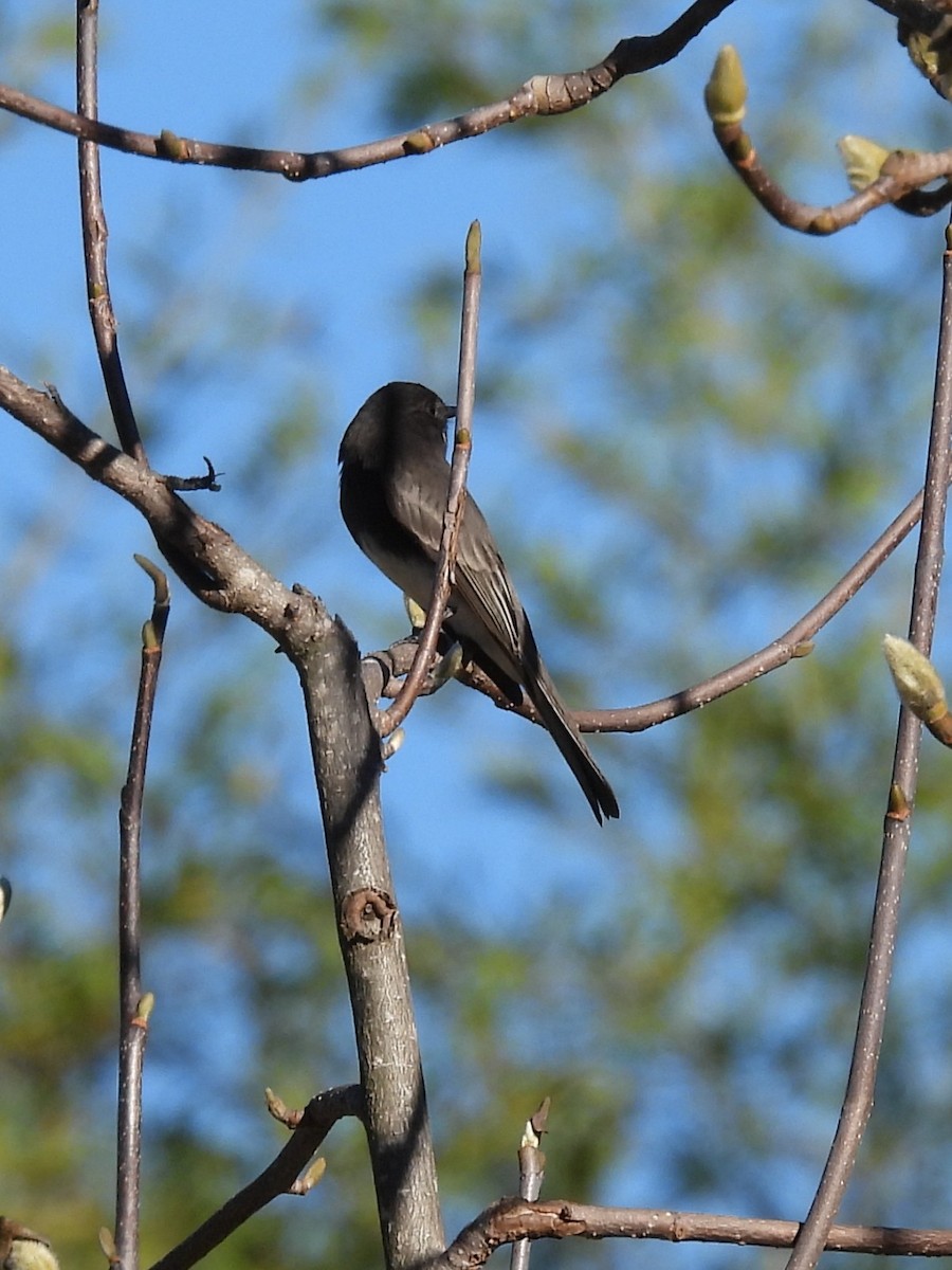 svartfibi - ML646522560