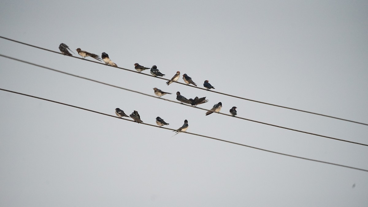 Hirondelle fluviatile - ML646522564