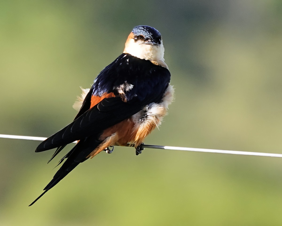 Mosque Swallow - ML646522567