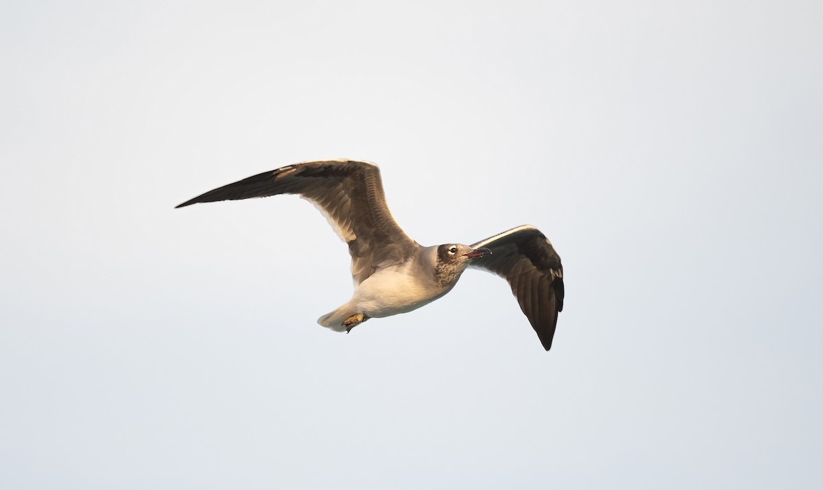 White-eyed Gull - ML646522571