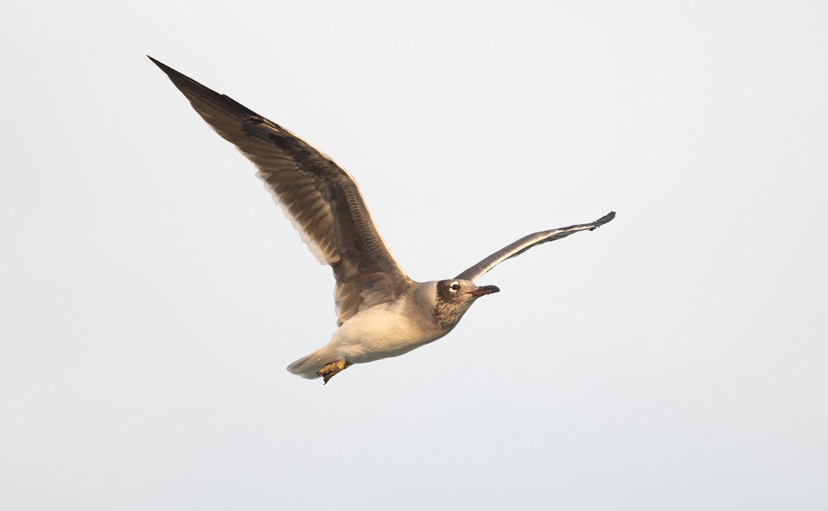 White-eyed Gull - ML646522572